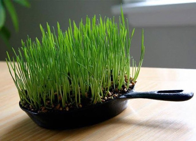 Những[-]ý[-]tưởng[-]gieo[-]trồng[-]"bá[-]đạo"[-]nhất[-]quả[-]đất